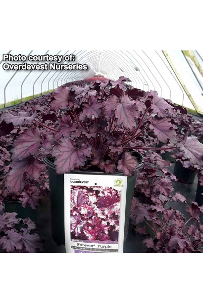 Heuchera Forever  Purple